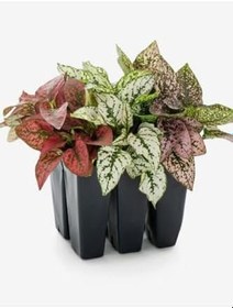 Resim Pembe/Beyaz/Kırmızı Renk Hostes Çiçeği 10-15Cm Saksılı 3 Adet 