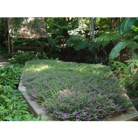 Resim Mezarlık Kabir Çiçeği / Cennet Çiçeği 3 Adet 