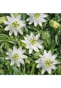 Resim Tüplü Soğuklara Dayanımlı Kokulu Beyaz Çiçekli Passiflora Constance Elliott Çiçeği Fidanı 