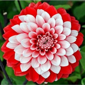 Resim Kırmızı Beyaz Dahlia Yıldız Çiçek Soganı 2 Adet 