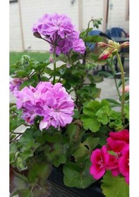 Resim Lila Sardunya Çiçeği 10-20 Cm Potted Lilac Geranium Flower 