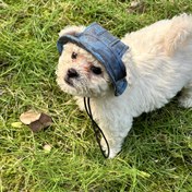 Resim Kulakları Açık Güneşlikli Sevimli Balıkçı Şapkası Ayısı ile Köpek Şapkası - Güneş Koruma 