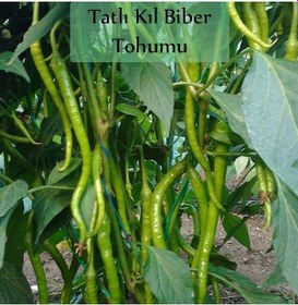 Resim 6 Paket Tohum No9 Halep Karası Patlıcan Tohumu Salatalık Domates Tatlı Acı Kıl Biber Maydanoz Tohumu 1 Set 