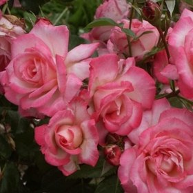 Resim Tüplü Koleksiyonluk Yediveren Kokulu Pembe Beyaz Harlekin Sarmaşık Gül Fidanı 