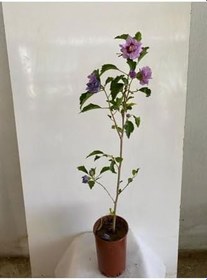 Resim Hatmi Çiçeği Ağaç Fidanı 1 Adet Saksılı 40-60Cm (Althaea Officinalis) 