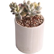 Resim Echeveria Orbiculata Vary - Sukulent Haangarden 