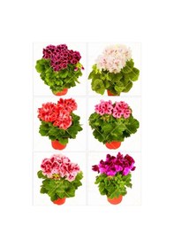 Resim Videolu 2 Adet Karışık Özel Sardunya Çiçeği Fidesi 10-20 Cm Tüplü Çiçekli Bodur Bitkiler Geranium 