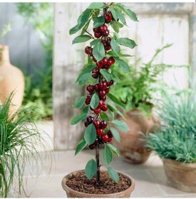 Resim 5 Adet Tohum Bodur Bonsai Kiraz Ağacı Bonzai Tohumu + Tohu 