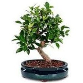 Resim 2 Adet Tohum Nadir Defne Ağacı Bonsai Tohumu Organik Saksı Toprak 