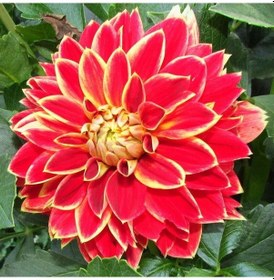 Resim Dutch Carnaval Dahlia İri Çiçekli Yıldız Çiçeği Yumrusu (1 Adet) 