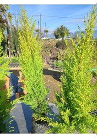Resim 10 Adet Limon Çamı, Limon Servi 60-80 Cm. Siyah Poşette 