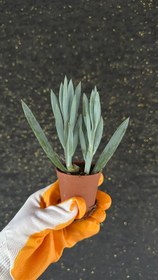 Resim NuNu By Blue Moon Mini Sukulent (Mavi Ton Senecio) - 6-10 cm 