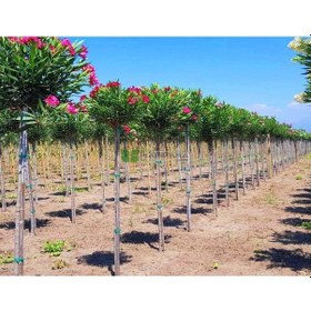 Resim 3 Yaş Zakkum Ağacı Pembe Renk 