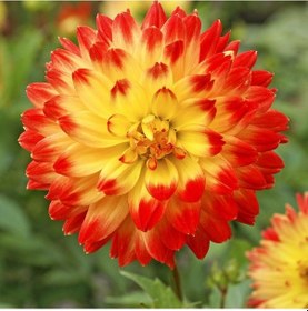 Resim 2 Adet Sarı-kırmızı Uçlu Dahlia Çiçeği Soğanı 