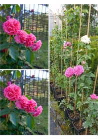 Resim Videolu Yediveren Sarmaşık Mis Kokulu Pembe Gül Fidanı 3 Adet Saksılı 40-65 Cm Climbing Pink Rose 
