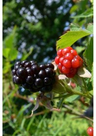 Resim Dikensiz Jumbo Böğürtlen Fidanı 2 Yaş Tüplü 2 Yaş-Tüplü 