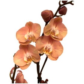 Resim Phalaenopsis 'Suki' (Turuncu Orkide) Ø12 CM H70-80 CM 