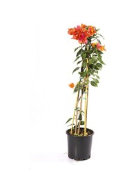 Resim Bougainvillea Sarmaşık - Begonvil Sarmaşık 110cm 