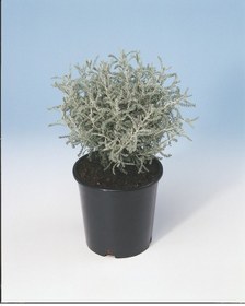 Resim Lavantin Kokulu Çiçekli Çok Yıllık Bitki 10 Adet 