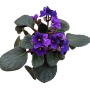 Resim 2 Adet Ithal Menekşe Mor Renk 