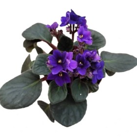 Resim 2 Adet Ithal Menekşe Mor Renk 