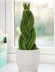 Resim Örgülü Paşa Kılıcı 