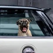 Resim Arabalar, Kamyonlar, Laptoplar vb. için Uygun Eğlenceli 3D Pug Vinil Çıkartmalar - Dayanıklı, Camlara, Tamponlara, Duvarlara ve Daha Fazlasına Kolayca Uygulanabilir 