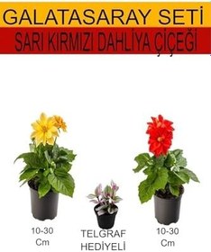 Resim 2'li Set Sarı- Kırmızı Dahliya Çiçeği+Hediyelik Telgraf Çiçeği, SRD03022025BYB133 