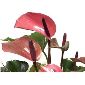 Resim Anthurium Andraeanum 'Cherry' (Flamingo Çiçeği) Ø12 CM Y35-40 CM 