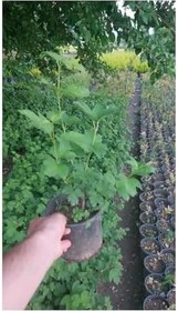 Resim Çok Avantajlı Çınar Kartopu Çiçeği Beyaz Renkli (30 60 Cm)1 Adet Viburnum Plicatum 