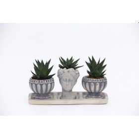 Resim Trio Helen Gri Sukulent Seti - Haworthia Limifolia. Pumila 