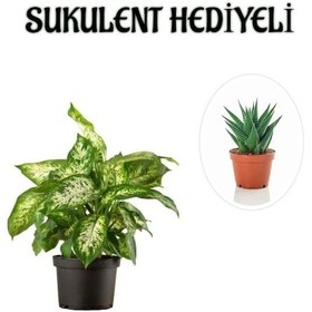 Resim Bitkim Sende Zarif Yapraklı Difenbahya Bitkisi Sevgililer Gününe Özel Sukulent 