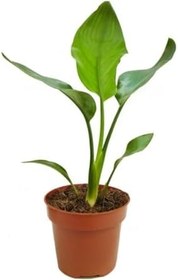 Resim Strelitzia Cennet Kuşu Çiçeği 1 Adet Saksılı 10-30Cm Mini Boy Starliçe Çiçeği, SRD03022025BYB409 