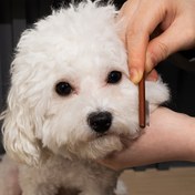 Resim Pet Bakım Seti: Köpekler için Mini Gözyaşı Leke Fırçası ve Yüz Tarak - Kolay Temizlik için Yuvarlak Başlıklı Dayanıklı Metal Fırça, Küçük Irklar İçin İdeal, Pet Bakım Temelleri|Yuvarlak Başlıklı Fırça|Dayanıklı İnşaat, Köpek Bakım Malzemeleri 