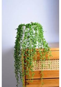 Resim 13 Litre Tesbih Çiçeği Ekim Ve Bakım Torfu 