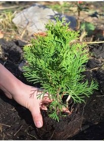 Resim Videolu Leylandi Fidanı (15 30 Cm)6 Adet Tüplü Dış Mekan Bitkisi Cupressocyparis Leylandii 