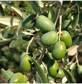 Resim Her Bölgeye Uygun Sofralık Ve Sıkımlık Tüplü Amasya Zeytini Fidanı 