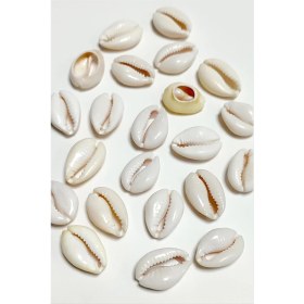 Resim Fantastik Store 10 Adet Orjinal Istiridye Aparatı Büyük 