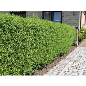 Resim Ligustrum Kurtbağrı 10 Adet - Çit Bitkisi 