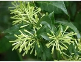 Resim Videolu Mis Kokulu Melisa Kolanya Çiçeği Fidanı 40-60 Cm Saksılı Çiçekli Bodur Cestrum Nocturnum 