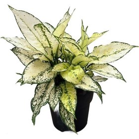 Resim Aglaonema 'white Kiwi' Çin Herdemyeşili Ø19 Cm Y40-45 Cm 