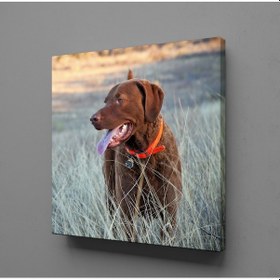 Resim Kahverengi Köpek Kanvas Tablo 170x170cm 