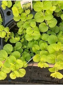 Resim Çiçek Açan Sarı Kız Altın Kolye Çiçeği 1 Adet 20-40Cm (Lysimachia Nummularia) 