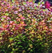 Resim Rotala Macrandra Mini Pink Akvaryum Bitkileri Akvaryum Bitkisi 