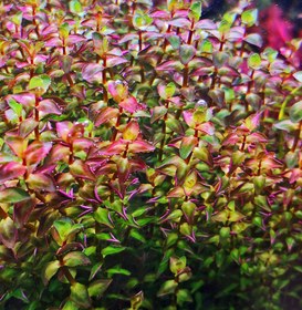 Resim Rotala Macrandra Mini Pink Akvaryum Bitkileri Akvaryum Bitkisi 