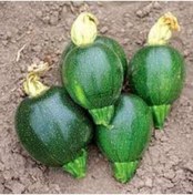 Resim 10 Adet Tohum Nadir Yeşil Mini Topak Kabak Tohumu Hediye Tohumlud 