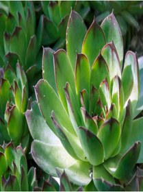 Resim Nura Botanik Kampanyalı 2'li Set Crassula Portulacaria Afra Succulent Sempervivum Sukulent Dolgun Formlu 