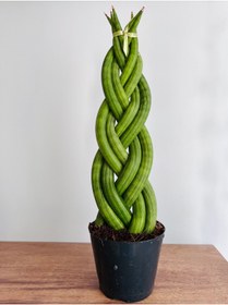 Resim SUKULENTİSTANBUL Sansevieria Gevlochten - Cylindrica( Örgülü Paşa Kılıcı) - 8cm Üretim saksılı 