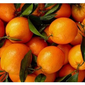 Resim 3 Yaş Aşılı Yafa Portakal Fidanı 