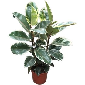 Resim Ficus Elastica 'tineke' Kauçuk Çiçeği Ø24 Cm H90-100 Cm 